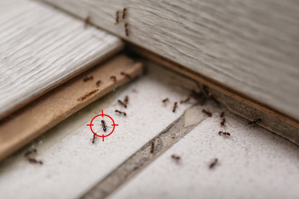 Pest Prevention Services in Edgemere, MD