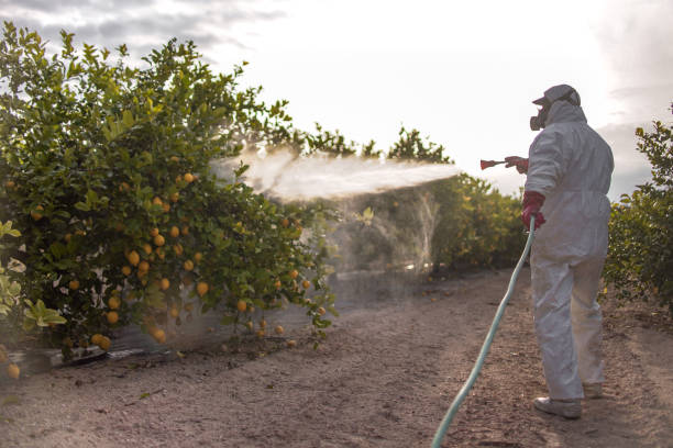 Best Commercial Pest Control Services  in Edgemere, MD